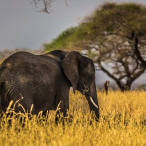 Black Elephant on Grass Field