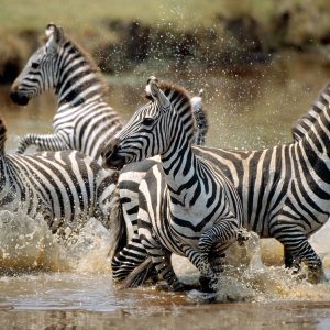 6 Days Migration Northern Serengeti