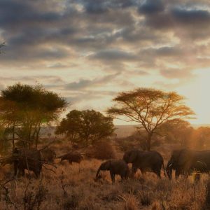 5 Days Lake Manyara, Serengeti and Ngorongoro Crater Lodge Tour