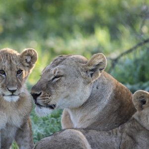 4 Days Migration Safari in Ndutu