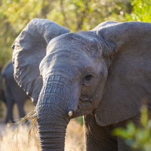 4 Days Mid-range Lodge Safari Tarangire, Ngorongoro Crater and Lake Manyara