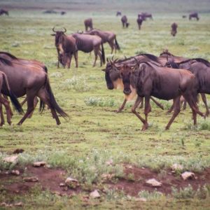 6 Days Migration Western Corridor