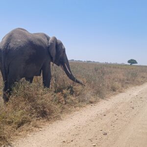 5 Days Tarangire, Serengeti and Ngorongoro Crater Joining Group