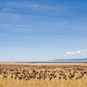 6 Days Tarangire, Serengeti, Ngorongoro Crater and Lake Manyara Mid-range Lodge Tour
