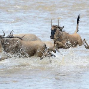 6 Days Migration Safari in Ndutu