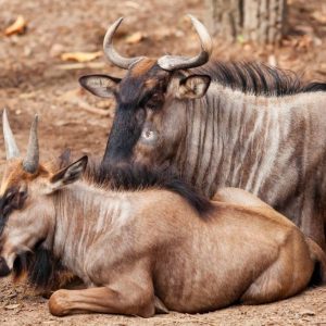 8 Days Wildebeest Migration Safari