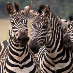 9 Days Wildebeest Migration Mid-range Lodge Safari