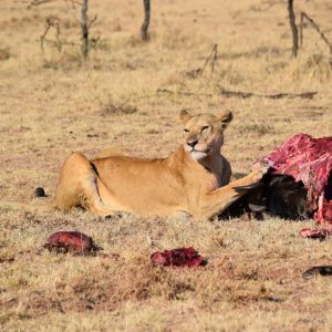 5 Days Big 5 Tour and Culture