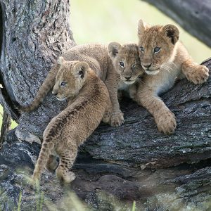 6 Days Wildebeest Migration Tarangire, Serengeti and Ngorongoro Crater Mid-range Lodge Tour