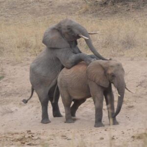 Fly- in Private Zanzibar to Mikumi National Park(day trip)