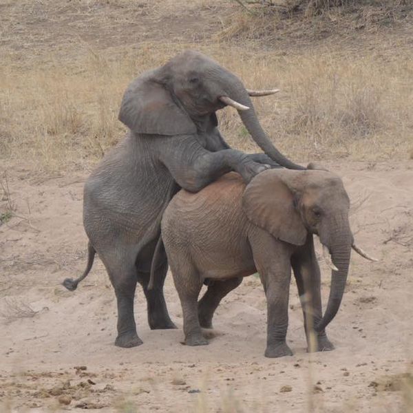 Fly- in Private Zanzibar to Mikumi National Park(day trip)