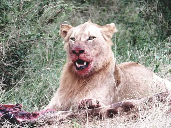Ngorongoro Crater Day Trip joining safari