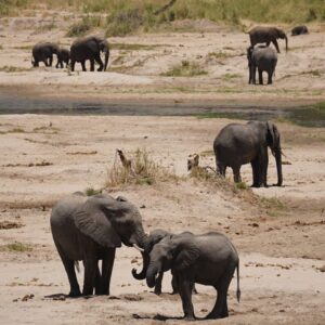 3-Day Tarangire, Ngorongoro and Kilimanjaro Hike