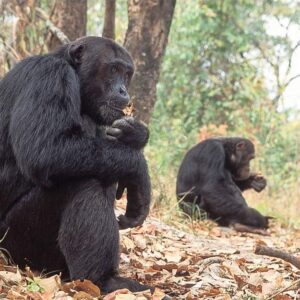 8 DAYS CHIMPANZEE SAFARI GOMBE STREAM + MAHALE MOUNTAINS