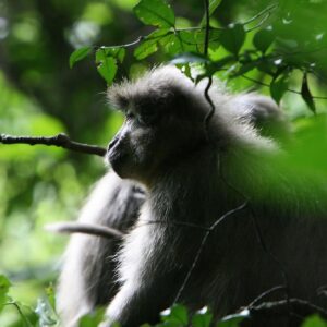 8 DAYS SAFARI MIKUMI, UDZUNGWA & RUAHA