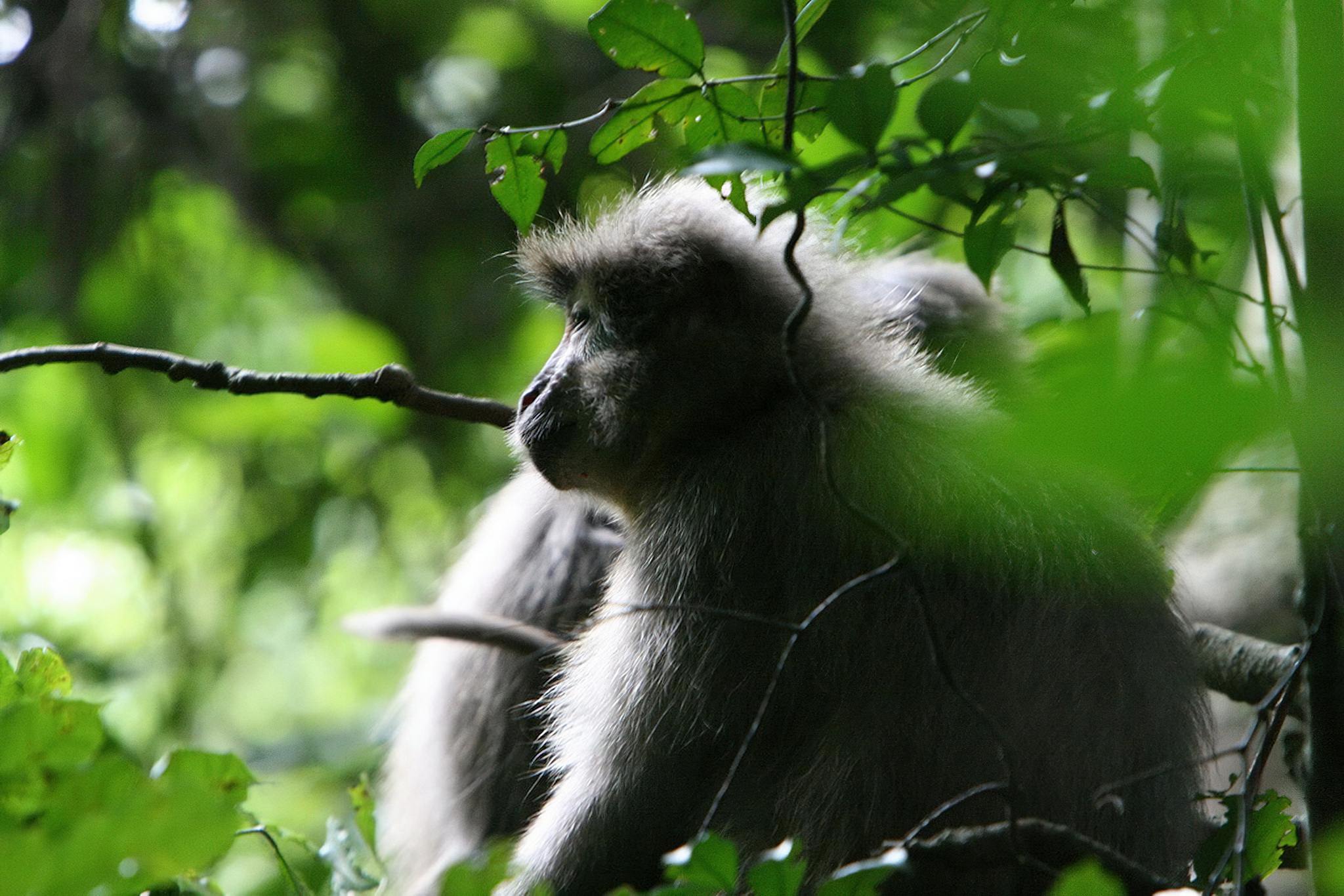 8 DAYS SAFARI MIKUMI, UDZUNGWA & RUAHA
