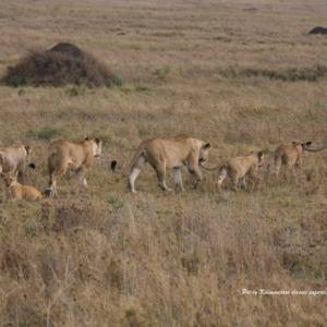 3 Days Tanzania Safaris, Waterfalls And Coffee Tour