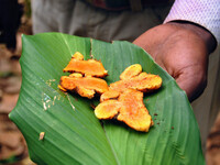 Jozani Forest, Spice Farms, & Stone Town tour