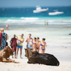 Spice Farms, Prison island, & Stone Town tour