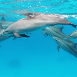 Blue Lagoon Zanzibar Snorkeling