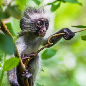Butterfly & Jozani Forest Encounter