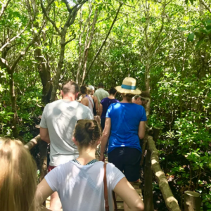 Full day - Jozani Forest, Kuza Cave, Blue Lagoon & the Rock Restaurant