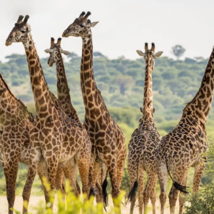 4 Days Tanzania Safari & AFCON 2027 Experience