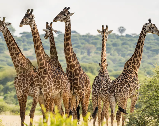 4 Days Tanzania Safari & AFCON 2027 Experience