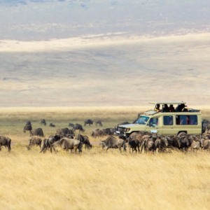 4-Day Tanzania Safari & AFCON 2027 Experience