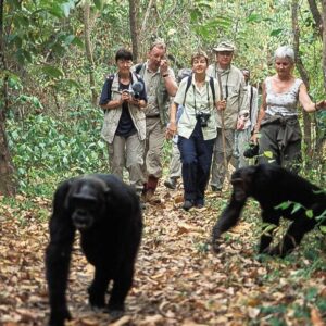 4-Day Trekking Home of Chimpanzee