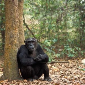 3-Day Gombe Stream Flying Safari from Zanzibar Private