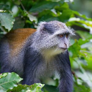 4-Day Mikumi and Udzungwa Mountains National Park