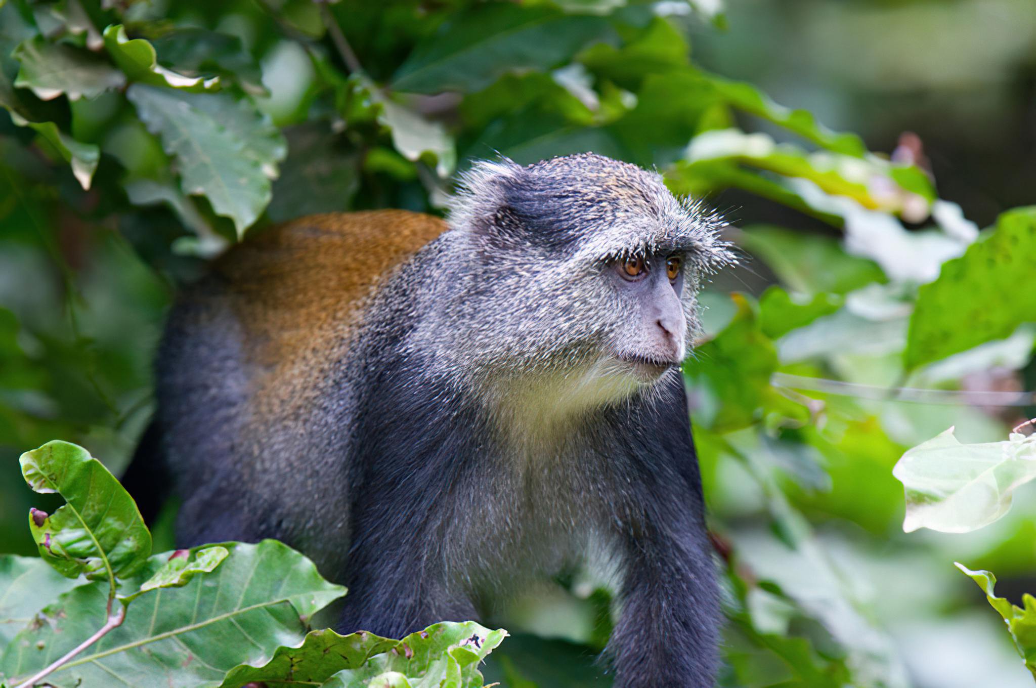 4-Day Mikumi and Udzungwa Mountains National Park