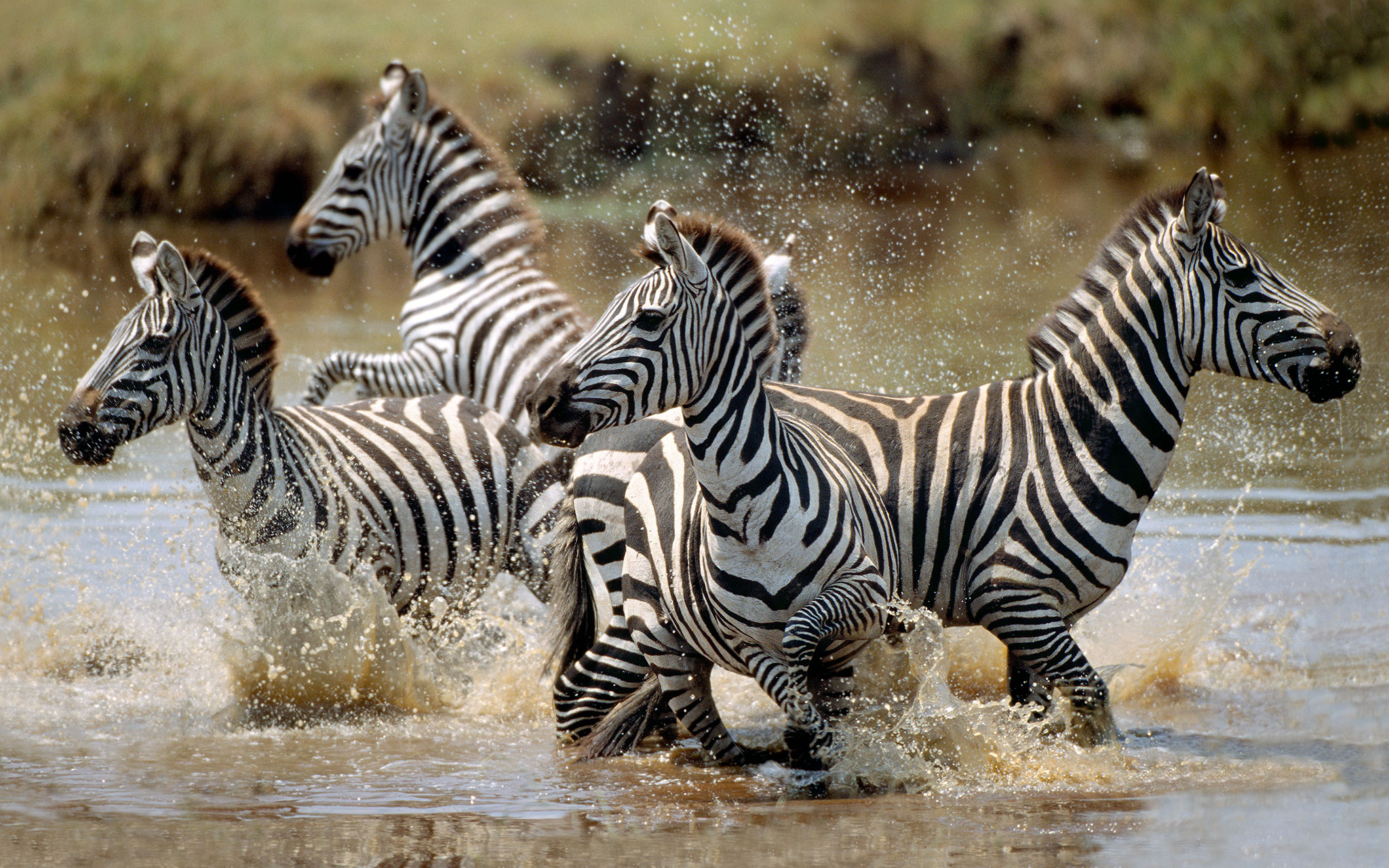 4 Days Tarangire & Ngorongoro Safari + AFCON 2027 Experience - Image 2